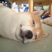 T (@tarauh) 's Twitter Profile