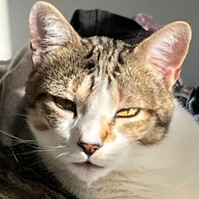 Ultra MAGA! Follower of Christ, Dispensational Baptist Constitutional Conservative, HAPPILY MARRIED🇺🇸FIRST! 🐶🐈🐈🐈,REAL🇮🇹,🎨🖌️artist #BUILDTHEWALL #