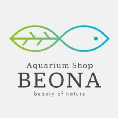 魚の生体からコケリウム オリジナルケージ制作まで あなたの生活に新たな水槽 ケージをお届けする『BEONA\ビオナ』です! 新入荷の情報から新作コケリウム ケージ作品まで 楽しい情報をお届けします🐟🌱🦎 詳しくはTEL043-321-7715まで❗️ #魚 #熱帯魚 #爬虫類 #オリジナルケージ #リアルケージ