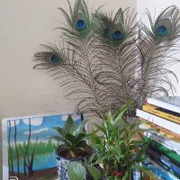 @Pooja (@poojalipare) 's Twitter Profile Photo