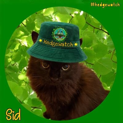 _sid_the_cat__ Profile Picture