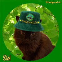 SidtheCat(@_sid_the_cat__) 's Twitter Profile Photo