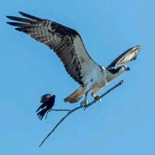 Elchaphoe21's profile picture. If you can't CHANGE THE WOMAN, CHANGE THE WOMAN