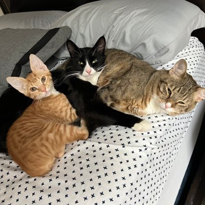 Tabby Peanut, LokiTux, Orange Tigger and Tortie Mochi🐱This page was first used to bring awareness to Loki’s condition called FIP. He is cured as of 9/1/2022.