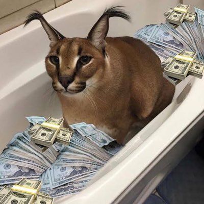 nakitakisi's profile picture. hayat üni. 19' | stratejik osurtma müdürü