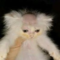 Sonic.exe D-sides (OLD ACCOUNT) (@exedsides) 's Twitter Profile