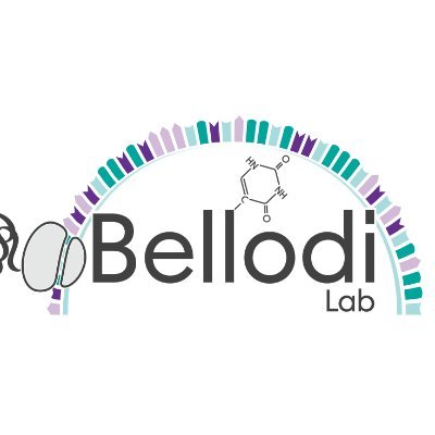 BellodiLab's profile picture. RNA and Stem Cell Biology @Lund_Stem