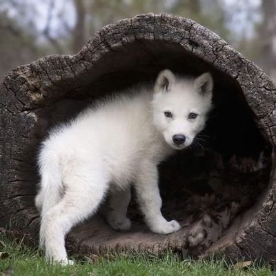 🥰Welcome to @Love_Of_Wolves
 ⏩We Share Daily Wolves Content
🔲Follow us if you really love
