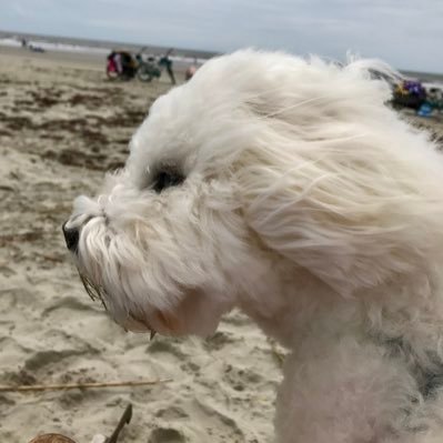 Dog walker of the premier Coton de Tuléar.