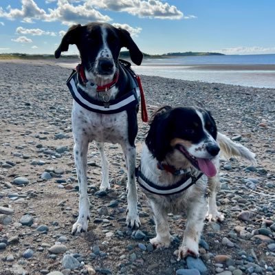 Rescues 🐶 Sammy - English Pointer cross Lurcher and 🐶 Charlie Bear - Cavalier King Charles cross Jack Russell. we own a human called Nikki, she’s our skivvy