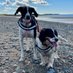 Sammy & Charlie Bear (@sammyncharlieb) Twitter profile photo Sammy & Charlie Bear (@sammyncharlieb) Twitter profile photo
