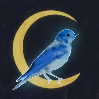 Chasingbluebirds(@Chasingblubirds) 's Twitter Profile Photo