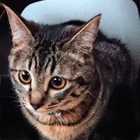 バロン (@mw3m6psbnbtq1xb) 's Twitter Profile
