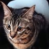 MW3m6psBNBtQ1xB's profile picture. 猫💓♥️❤️  猫ちゃんとの日常を呟きます。猫たちとの何気ない日々が、幸せ🍀です。先住猫の黒猫《マリオ》とキジトラの《あーにゃん》と毎日が運動会のようです。
宜しくです。DMは✘
Thank you for your support but I do not reply to any direct messages