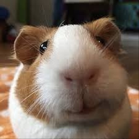 Small Guinea (@smallguinea02) 's Twitter Profile