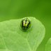 ʍìժօɾì 🐛 (@midorisgarden) Twitter profile photo ʍìժօɾì 🐛 (@midorisgarden) Twitter profile photo
