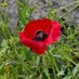 genevacooper5 (@geneva_gardener) Twitter profile photo genevacooper5 (@geneva_gardener) Twitter profile photo