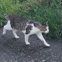 スモーカー (@cigarettelover2) 's Twitter Profile Photo