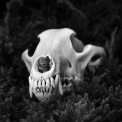 GhoulishKam's profile picture. · ˗ˏˋ ꒰🤍She/He ┋⚠18+⚠ No Minors┋Warning: NSFW, GORE, SUGGESTIVE, ETC ┋Manager @SinfulGoatz🤍꒱ ˎˊ˗ ·