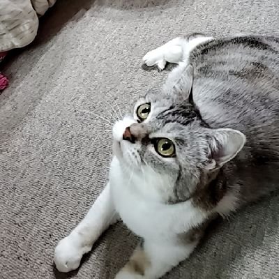 以前は みともかじゅえ でやってました。機種変でアカウントを移行できなくて、今後はこっちでやっていきます。