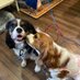 犬店長のいる焼き鳥居酒屋(串銀蔵) (@kushiginzou) Twitter profile photo 犬店長のいる焼き鳥居酒屋(串銀蔵) (@kushiginzou) Twitter profile photo