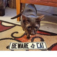 Mary Harris "Mother" Jones (that's MJ for short!) (@mjthebrowncat) 's Twitter Profile