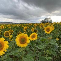 lisarsmith (@aliasmithr1) 's Twitter Profile