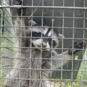アライさんな野田🦝さんのプロフィール画像
