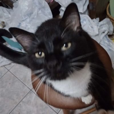 Cato_cat1776 Profile Picture