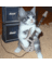 paulinhoguitars's profile image