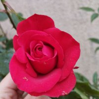 🧜🏼♀️ فرح 🧜🏼♀️ (@frhdoc) 's Twitter Profile Photo 🧜🏼♀️ فرح 🧜🏼♀️ (@frhdoc) 's Twitter Profile Photo
