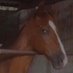 Donkey Dick🫏 (@therealcentaur1) Twitter profile photo Donkey Dick🫏 (@therealcentaur1) Twitter profile photo