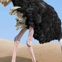 black pit?? (@koxlias5555) 's Twitter Profile Photo