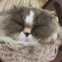 たまネコ🐾 (@tamanyanko2) 's Twitter Profile