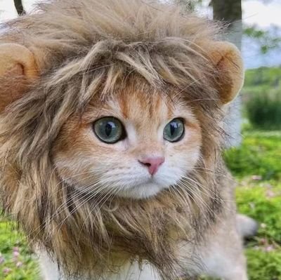 MERF 🦁 Feminist, Bitch Troll From Hell, Actual Lion #SexNotGender Pronouns....Roar/Grrr.