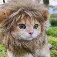@ActualLion♀️ (@actuallion) 's Twitter Profile Photo @ActualLion♀️ (@actuallion) 's Twitter Profile Photo