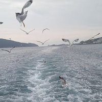 Serpil Koçyiğit (@serpilkocyigit2) 's Twitter Profile Photo
