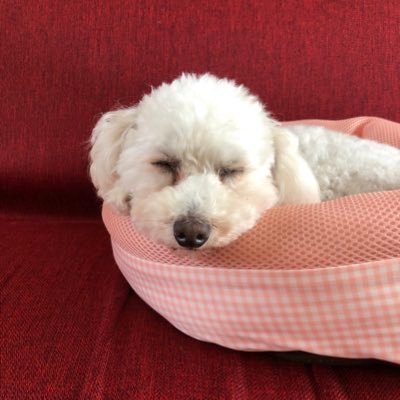 qoo_qoo3214's profile picture. Qoo☆です。無言フォロー失礼しますm(*_ _)m 妖怪三国志やってました。Y3ロス中…(T . T)よろしく～(﹡ˆ﹀ˆ﹡)♡