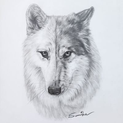 ▷MC🐺UMI✡2018.1.19
▶HC🐺JENNA✡2021.3.4
ウルフドッグ🐺
#wolfdog
#wolfhybrid