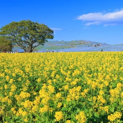 tsukiyono_'s profile picture. 元映写
✈️JL/JGC JML 4STAR  NH/SFC PLT  DL/GM  TK/ELT
🏨Marriott/GLD  Hilton/GLD  Radisson/Premium  OkuraNikko/Royal  NewOtani/NOC  SeibuPrince/PLT