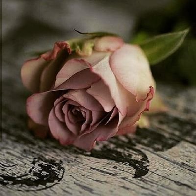 اجعلني يا الله كومة فرح تُنثر في طريق البائسين ♡