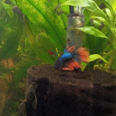 communist
DND lover 
Betta fish need 5 gallons min. with a heater and filter 
live plants are a must for healthy fish