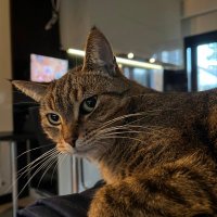 Bilquis (@bilquisbc_pl) 's Twitter Profile