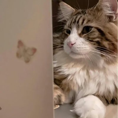 Moeliaさんのプロフィール画像