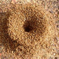 KARINCA YUVASI (@karincayvs) 's Twitter Profile Photo