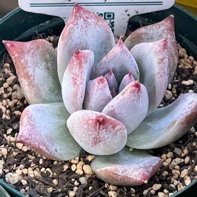 #多肉植物 #観葉植物 #うさぎ #苔テラリウム #シダ植物 #塊根植物 #レジン 植物ちゃんとうさぎちゃんをこよなく愛する♀︎( ˙-˙ )♀︎です初心者🔰です🙋♀️ベタちゃんいます🐠よろしくお願いしますm(_ _)m時々ゲームもします(*^^*)モンハンライズ、あつ森です。最近はレジンハマり中😆