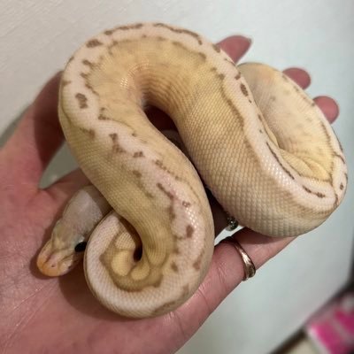 RReptile3's profile picture. 