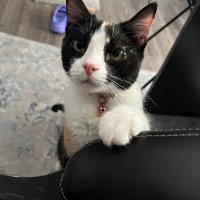 Momo (@moxkitty) 's Twitter Profile