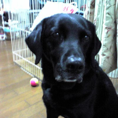 eight238241's profile picture. 沼にはまって脱出不可
沼用にアカウント作ってしまいました