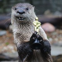 OtterNewsDaily(@Ccochran1366813) 's Twitter Profile Photo